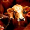 Genetic Survey Reveals Gastrointestinal Worm Communities and Drug Resistance in Argentine Cattle