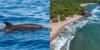 Los Cóbanos Protected Natural Area Showcases El Salvador’s Coastal Beauty and Marine Biodiversity During August Holidays