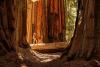 These 3 California national parks were just named among the best in the U.S. — and one is home to the world’s largest tree