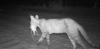 Feral cats likely kill far more Australian native animals than we thought: first DNA analysis