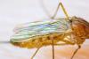 West Nile risk level rises in Rhode Island as virus found in more mosquitoes