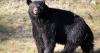 Black bear wanders into garage in Casper, relocated by Game and Fish