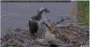 “Just add water”: Erick Greene talks about Iris, the world-famous osprey, upcoming Q&A event