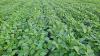 August Weather, Crop Ratings and Cattle Heat Stress in Focus