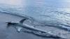 Rare hammerhead sightings surprise beachgoers in Florida