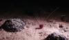 Campaigners accuse ISA of enabling destructive deep-sea industry