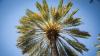 Florida's palm trees: Ancient, diverse and astonishingly varied