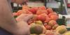 Local produce prices lower than retail amid USDA summer surge
