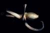What is everyone talking about this week: Is octopus on the menu in Britain? And more to the point, should it be?