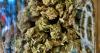 Hemp businesses sue Texas over Delta-8 Schedule I rule