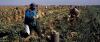 UFW Foundation survey details immigration fears among undocumented farm workers