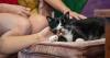 Familiar Cat Cafe opens as first cat cafe in Linn County