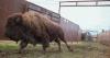 6 years overdue, DNRC rejects American Prairie request to graze bison on state lands