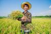 Climate change could slash rice harvests twice as much as scientists predicted
