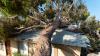 Storms topple 100-foot oak onto New Jersey home, taking down a decades-old family landmark