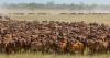 Why safeguard quotas are taking the heat out of the domestic cattle market