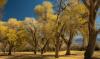 Arizona crews uproot 200-year-old cottonwoods for border wall, despite outcry