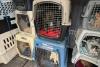 Rescue flight transports over 80 flood-displaced pets from Texas to Utah