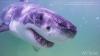 Massachusetts expands white shark fishing restrictions as fishermen target sharks