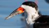 After 160 black skimmer chicks died in Texas, scientists found 2 undocumented parasite types