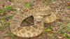 Maryland researchers tapped rattlesnakes' own blood for a 10-times-stronger antivenom
