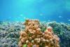 Campaign implemented to protect biodiversity in Musandam