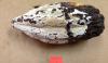 New cocoa treatment may protect Latin American farms from a fungus that destroys 80% of crops