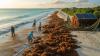 Mexico Sargassum Cleanup Intensifies Along Caribbean Beaches