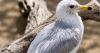 Tucson Wildlife Center cares for its first-ever seagull