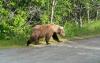 How to Stitch a Massive Wildlife Corridor Through the Rocky Mountains