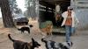 As fires burn in Oregon, ranchers race to protect cattle