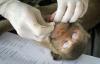 Endangered macaques lose US protection bid again as labs import 30,000 a year