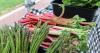 Grinnell Farmer’s Market will celebrate Farmers Market Week