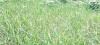 Millet cultivation expands in Jumla as market demand grows