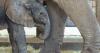 Dallas Zoo announces birth of baby African elephant