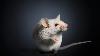 Wildlife center needs 31,725 frozen mice a year