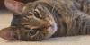 Humane Society of the Black Hills surpasses $75K fundraiser goal ahead of ‘Kitty City’ grand opening