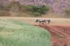 Government unveils £20 million funding to drive agricultural robot revolution