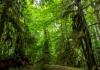 Smarter Environmental Financing Required To Protect Global Ancient Forests