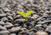 Earthshot Prize Progress Report Highlights Scalable Solutions for Global Restoration