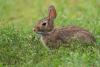 Three cases of rare tick-borne disease ‘rabbit fever’ suspected in New York