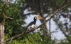 Carbon markets alone won’t keep Southeast Asia’s forests standing, study says