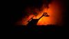 Fire Brigade Helicopters Collide in Greece as Wildfires Spread