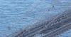 Brooklyn Bridge: Bridge closed in New York as police swarm scene