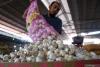 Indonesia develops virus-free garlic seed technology