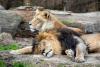 Animal Rights Group Sparks Debate After Tragic Zagreb Zoo Lioness Death