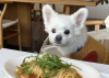 Busan Offers Free Pet Insurance for Adopted Stray Dogs