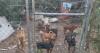 Nearly 250 dogs found living in cages and trash on Kentucky property as some recover in Louisville