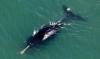 2 endangered right whales surface in busy Maryland shipping corridor, alarming officials