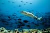 Four Pacific nations are planning one of the world’s largest ocean corridors